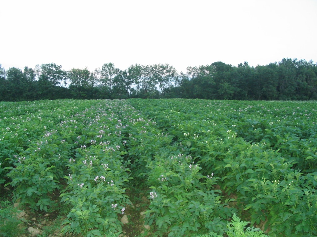 Stillman Farm Stand photo 6