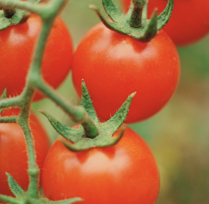 BRANDYWINE SUDDUTH'S STRAIN TOMATO SEEDS 50 Seeds – SEEDS FROM PLANTS