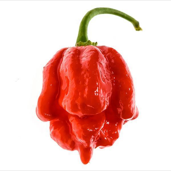 50 Seeds To Grow Scorpion Plants High Germination Rate Scorpion Pepper Seeds 